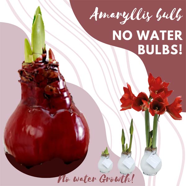 Amaryllis bulb Just Bake in